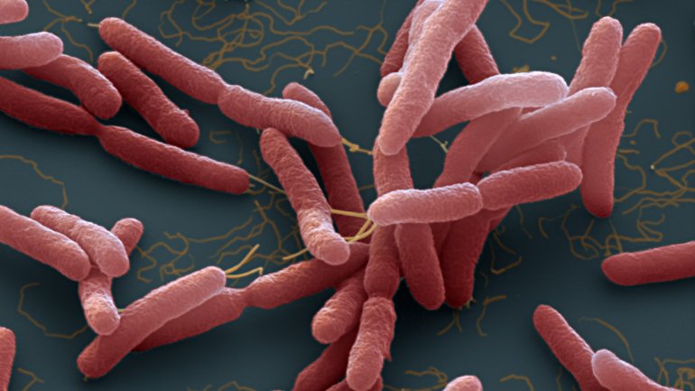 Νέο ανθεκτικό στα αντιβιοτικά βακτήριο εμφανίστηκε στις ΗΠΑ