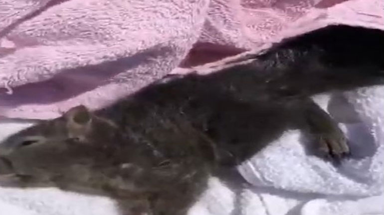 Καναδάς: Γυναίκα έσωσε έναν σκίουρο δίνοντάς του νερό και τροφή