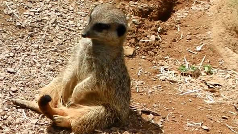 Σουρικάτα αγωνίζεται να μην κοιμηθεί