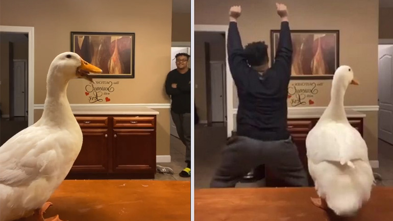 Ο χορός της πάπιας