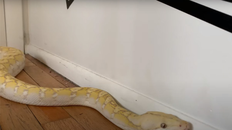 Όταν ο πύθωνας ανακουφίζεται στο σαλόνι