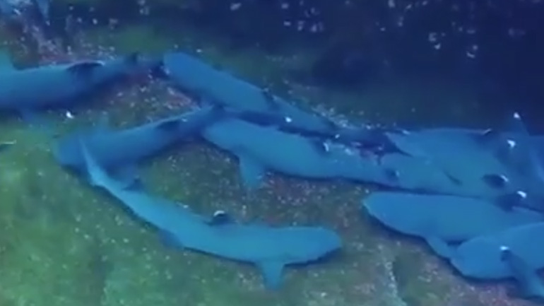 Ψάρι κλέβει την παράσταση από καρχαρίες