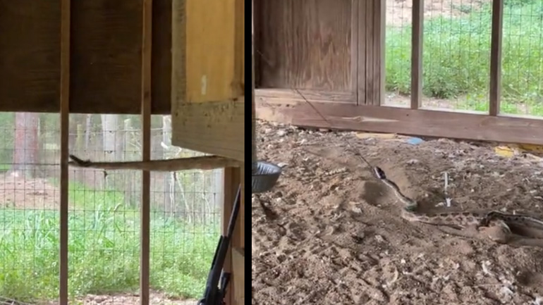 Παιδί πιάνει ένα φίδι με λάσο