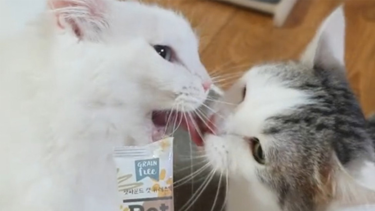 Μια υπερβολικά άπληστη γάτα 