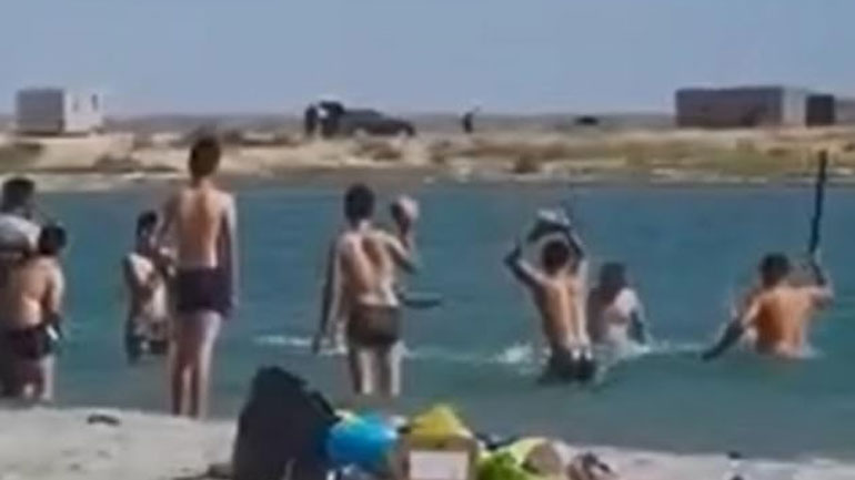 Σοκ: Τουρίστες ξυλοκοπούν φώκια για να βγάλουν τα παιδιά… φωτογραφίες