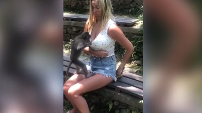 Πίθηκος «εξερευνά» το μπούστο τουρίστριας