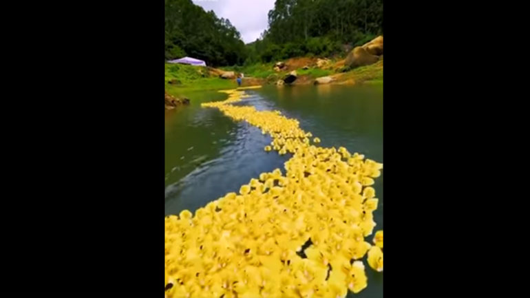 «Στόλος» από παπάκια κολυμπάει σε λίμνη