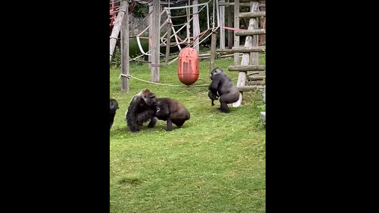 Γορίλας σώζει μωρό γοριλάκι που έπεσε από την αγκαλιά της μητέρας του ενώ μάλωνε