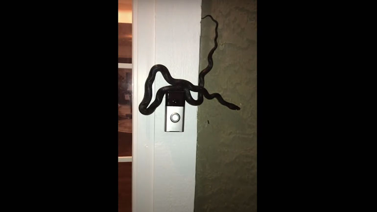 Φίδι… αράζει πάνω σε κουδούνι σπιτιού