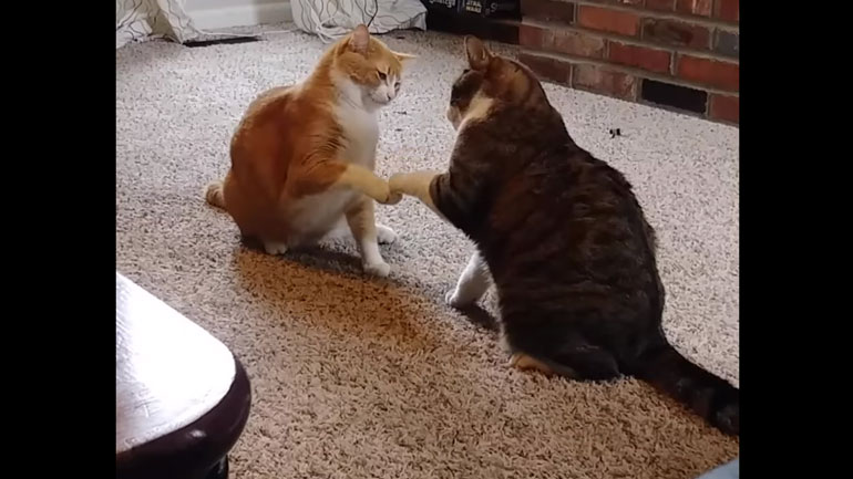 Υπέροχοι τετράποδοι μπελάδες!