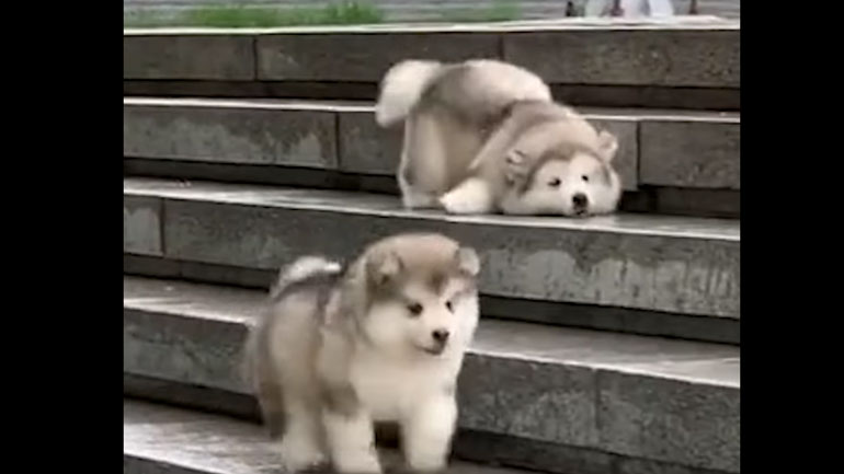 Αξιολάτρευτα αδέξιος!