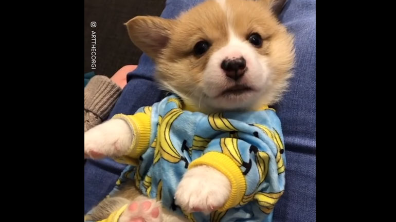 Ο πιο αξιολάτρευτος υπναράς