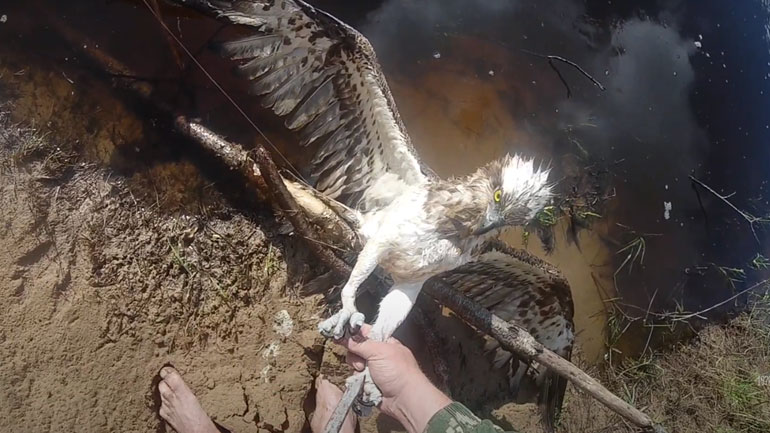 Άνδρας σώζει ψαραετό που μπλέχτηκε σε πετονιά