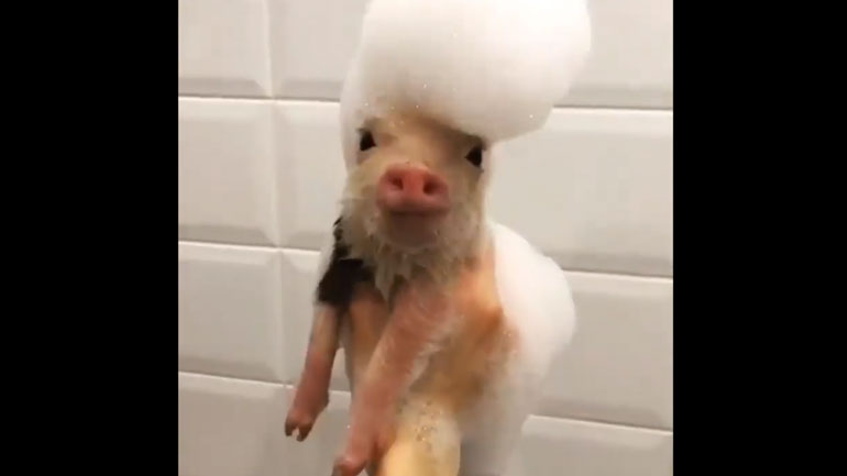 Αν ο Elvis Presley είχε… γουρουνάκι