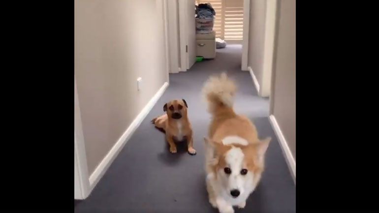 Σκύλος κοροϊδεύει τον τρόπο με τον οποίο περπατάει ο τετράποδος αδερφός του