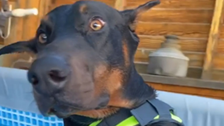 Σκύλος δεν μπορεί να αποφασίσει αν του αρέσει το νερό ή όχι