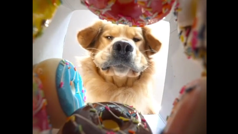 Γκόλντεν ριτρίβερ «μάχεται» για να μην φάει τα ντόνατς