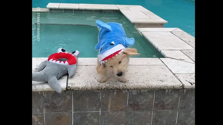 Ένας χαριτωμένος «καρχαρίας»