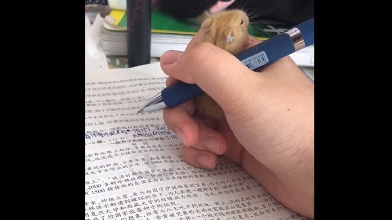 Μικρό χάμστερ τρυπώνει στη χούφτα του αφεντικού του