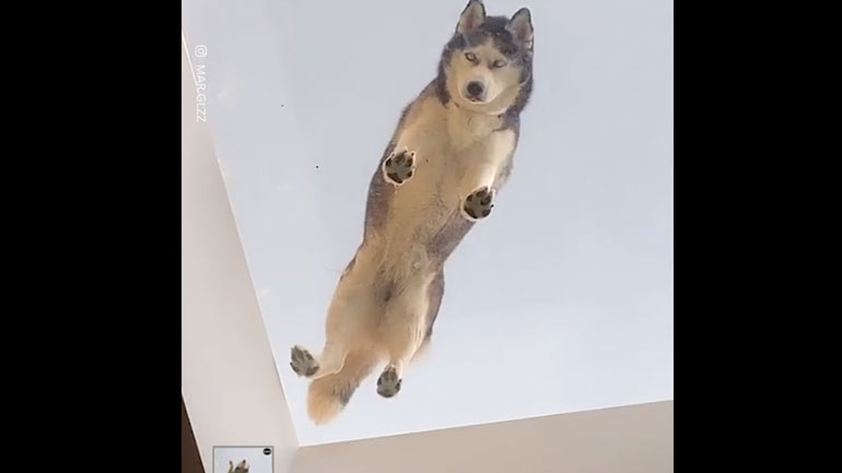 Χάσκυ χαλαρώνουν σε οροφή γειτονικού σπιτιού