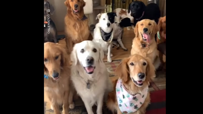 Συμβούλιο σκύλων!