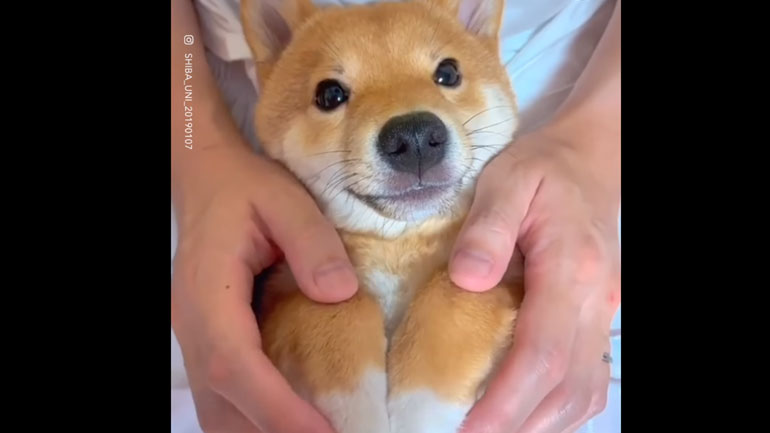 Το πιο αξιαγάπητο σίμπα ίνου του κόσμου λατρεύει τα χάδια