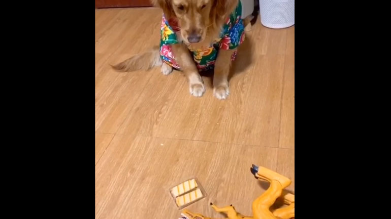 «Όχι, δεν το έφαγα εγώ…»