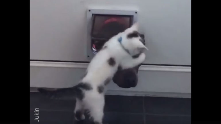 Γάτα δεν αφήνει τον σκύλο να μπει μέσα στο σπίτι