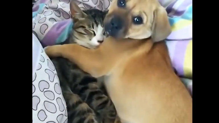 Ζώα που έγιναν αχώριστοι φίλοι