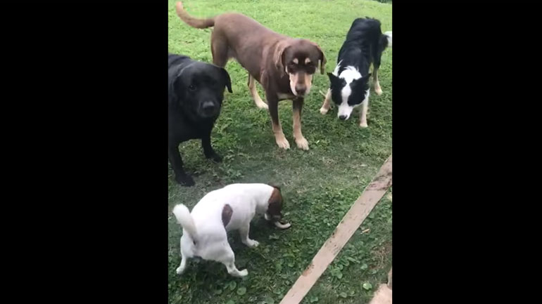 Τζακ Ράσελ τα βάζει με φίδι για να προστατεύσει άλλα σκυλιά