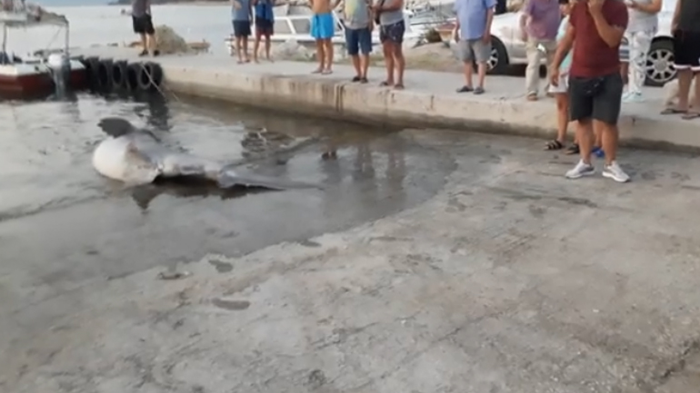 Έβγαλαν τεράστιο καρχαρία-σαπουνά στα Αραχωβίτικα της Πάτρας