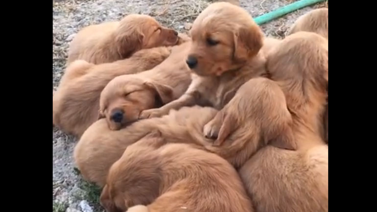 Στοίβα από… κουτάβια
