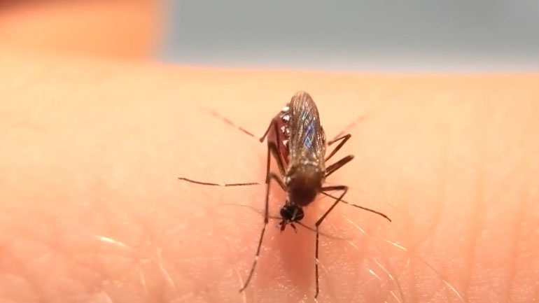 Tα κουνούπια ρουφούν το αίμα μέχρι να…σκάσουν !