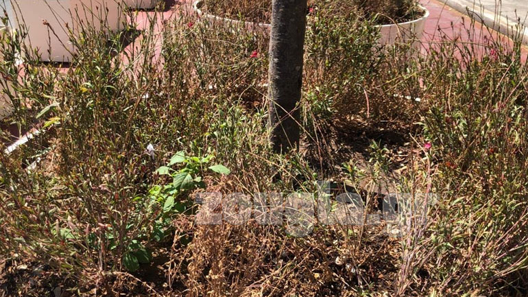 Ξεράθηκαν τα φυτά στις ζαρντινιέρες του «Μεγάλου Περιπάτου»