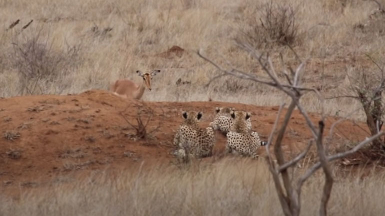 Μια αντιλόπη εμφανίζεται μπροστά σε 3 τσιτάχ