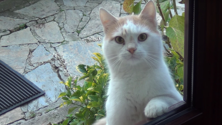 Μία πολύ επίμονη γάτα