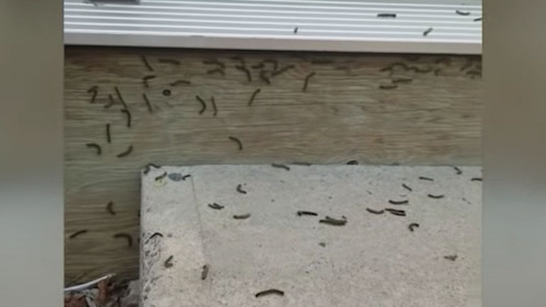 Κάμπιες φοβούνται τις δυνατές φωνές