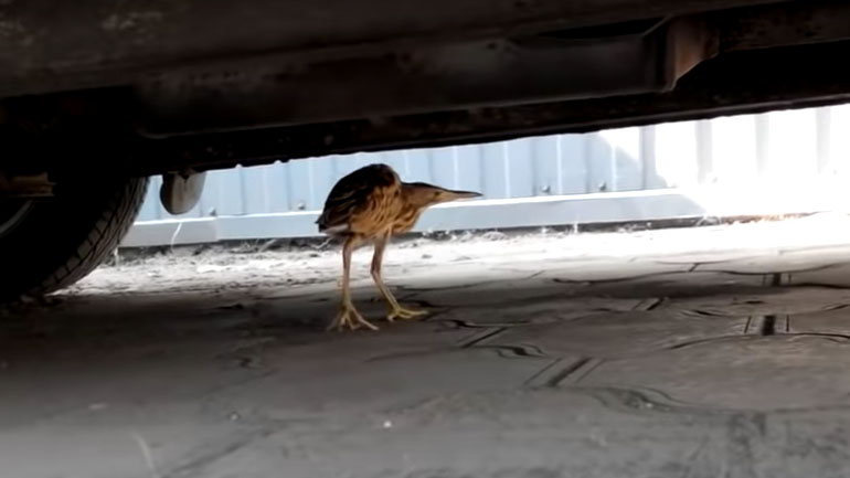 Το περίεργο καμουφλάζ ενός πτηνού