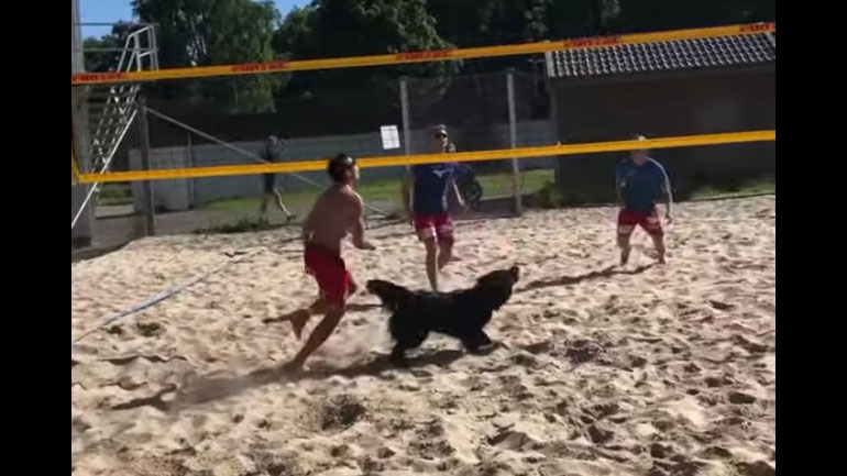 Ο σκύλος συμμετέχει στο beach volley