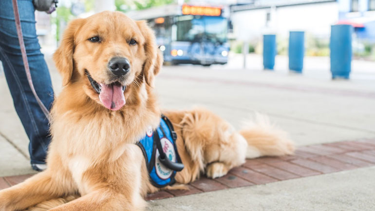 Υπουργείο Μεταφορών: Ελεύθερη η μεταφορά κατοικιδίων με ΚΤΕΛ