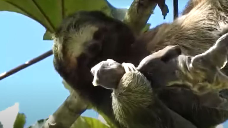 Βραδύπους γεννά στον αέρα