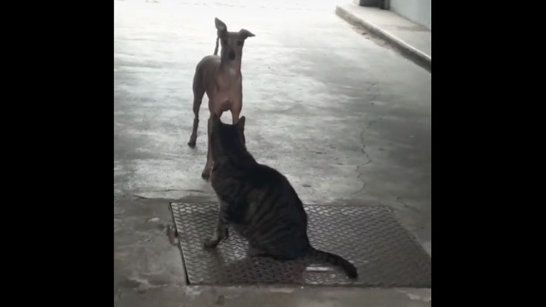 Σκύλος χορεύει περίεργα μπροστά σε μια γάτα
