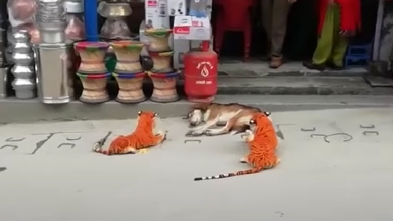 Σκύλος VS τίγρεις