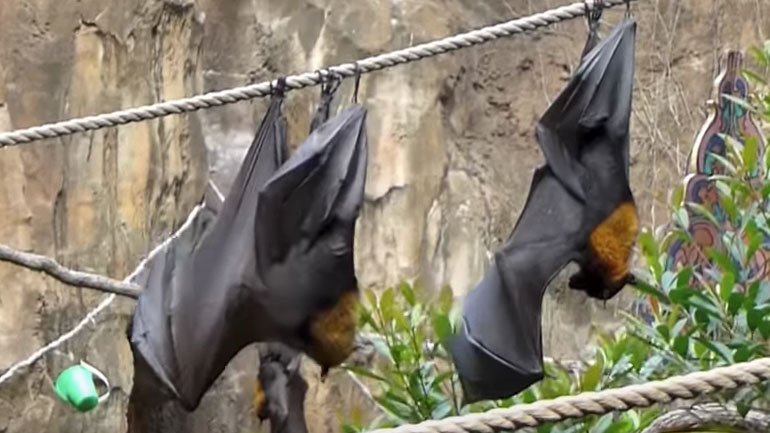 Πώς ανακουφίζονται οι νυχτερίδες