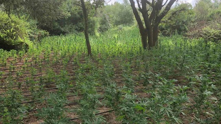 Θεσσαλονίκη: Εντόπισαν και ξερίζωσαν… 3.400 δενδρύλλια κάνναβης