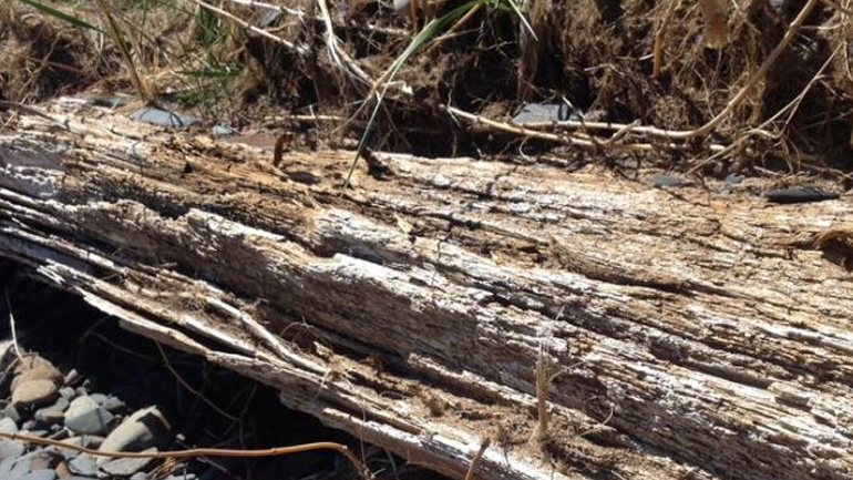 Ευρυτανία: Νεκρός 65χρονος που καταπλακώθηκε από κορμό δέντρου