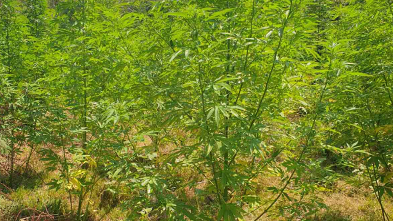Εντοπίστηκαν τρεις φυτείες κάνναβης στον Μυλοπόταμο Ρεθύμνου