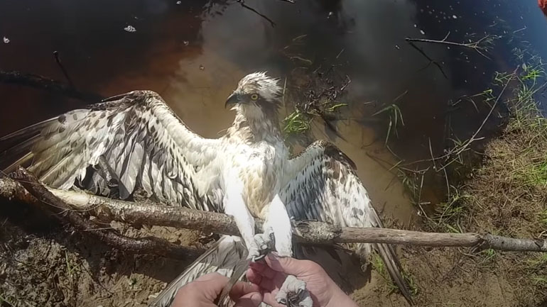 Αετός μπλέχτηκε σε καλάμι ψαρέματος Αετός μπλέχτηκε σε καλάμι ψαρέματος