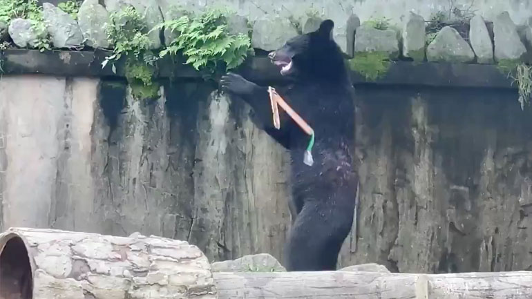 Αρκούδα-Bruce Lee