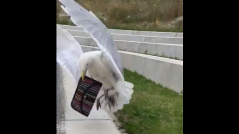 Γλάρος κλέβει το πορτοφόλι μιας γυναίκας